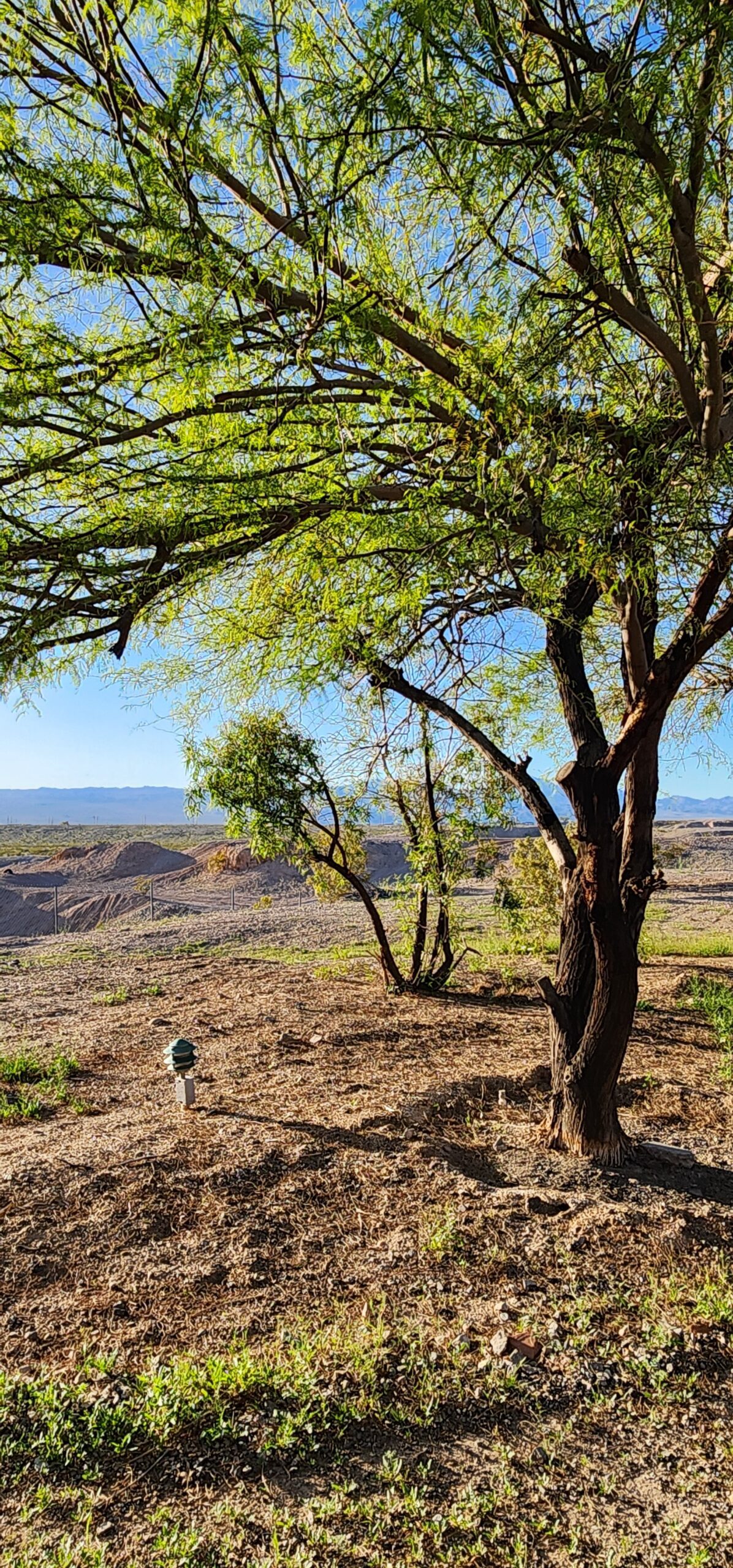 desert